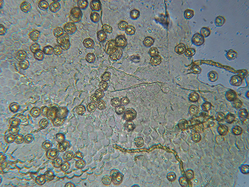 Trichia sp. e non solo...